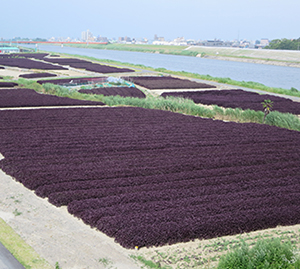 写真：大治町庄内川河川敷公園　庄内川の水辺の憩いの場完成！