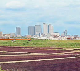 写真：昨年の庄内川河川敷に広がる赤しそ畑