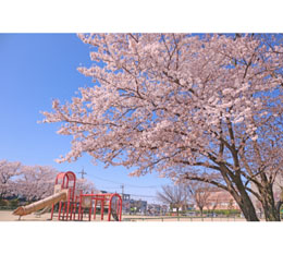 写真：昨年の大治浄水場公園　満開の桜