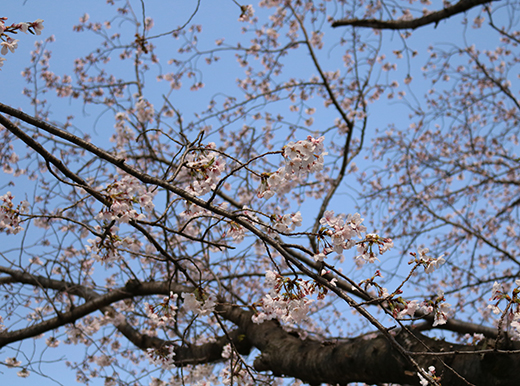 写真：昨年の大治浄水場公園　満開の桜