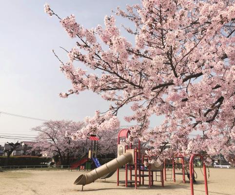 昨年の浄水場公園の桜