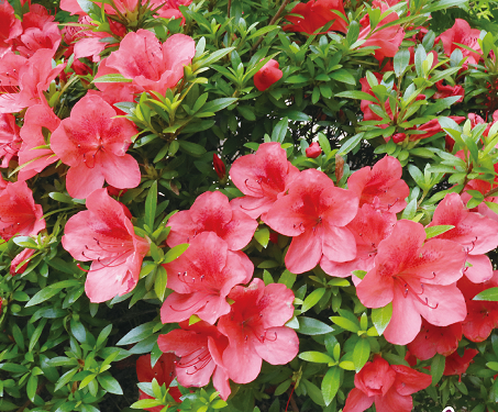 町の花さつき