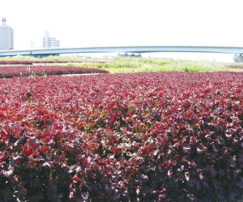 昨年の庄内川河川敷に広がる赤しそ