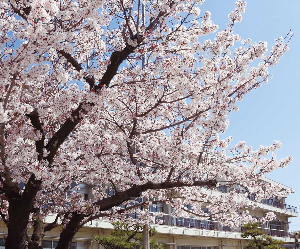 大治南小学校の桜