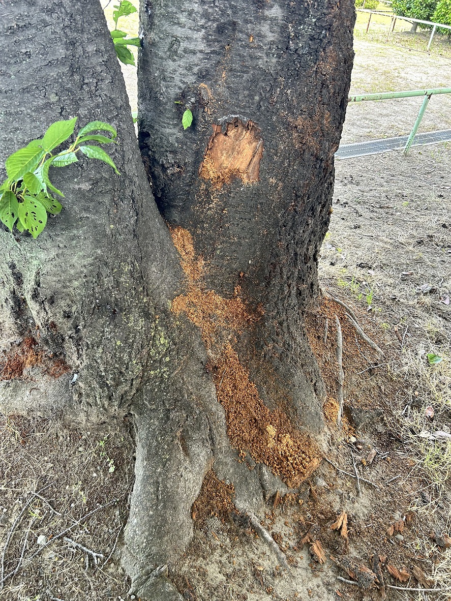 クビアカツヤカミキリのものとみられるフラス